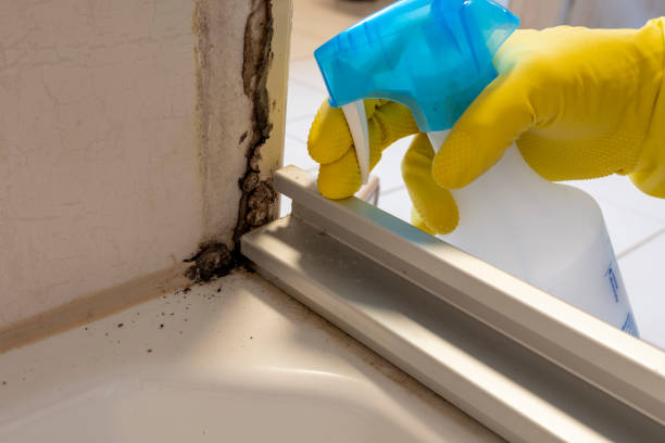 Best Emergency Mold Remediation  in Middleport, NY